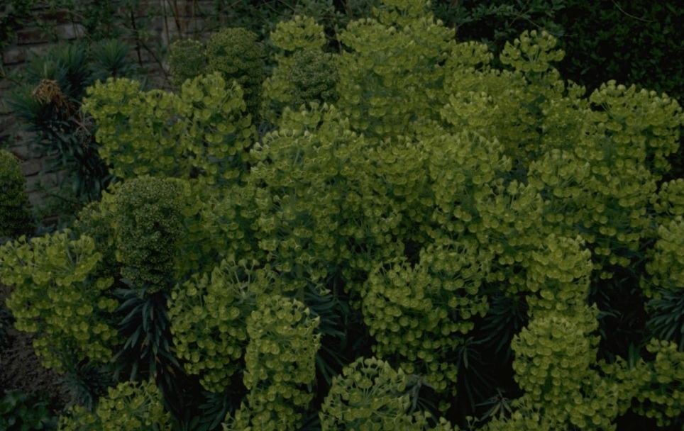 Wolfsmelk - Euphorbia characias subsp. wulfenii
