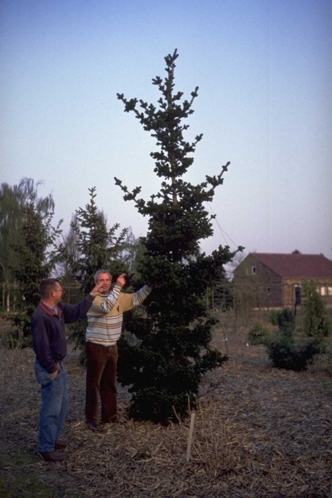 Echter Weihnachtsbaum - Fichte - Picea abies 'Lombartsii