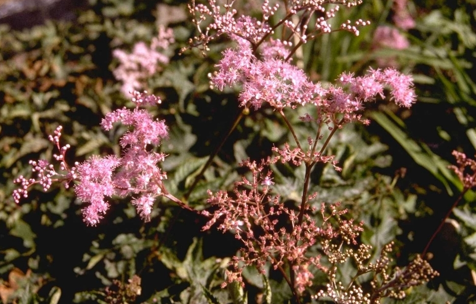 Spierstruik - Filipendula palmata