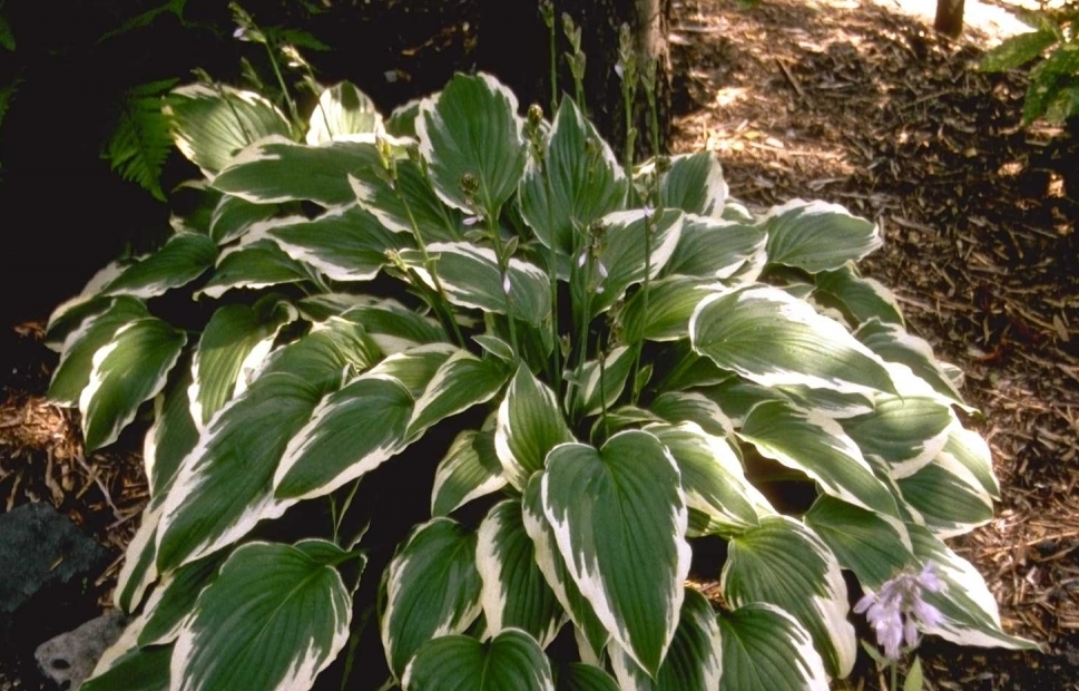 Hartlelie - Hosta 'Moerheim'