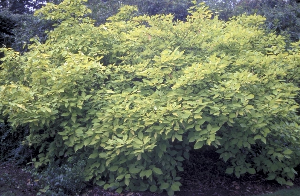 Weißer Hartriegel Cornus alba 'Aurea' kleiner Baum / Strauch