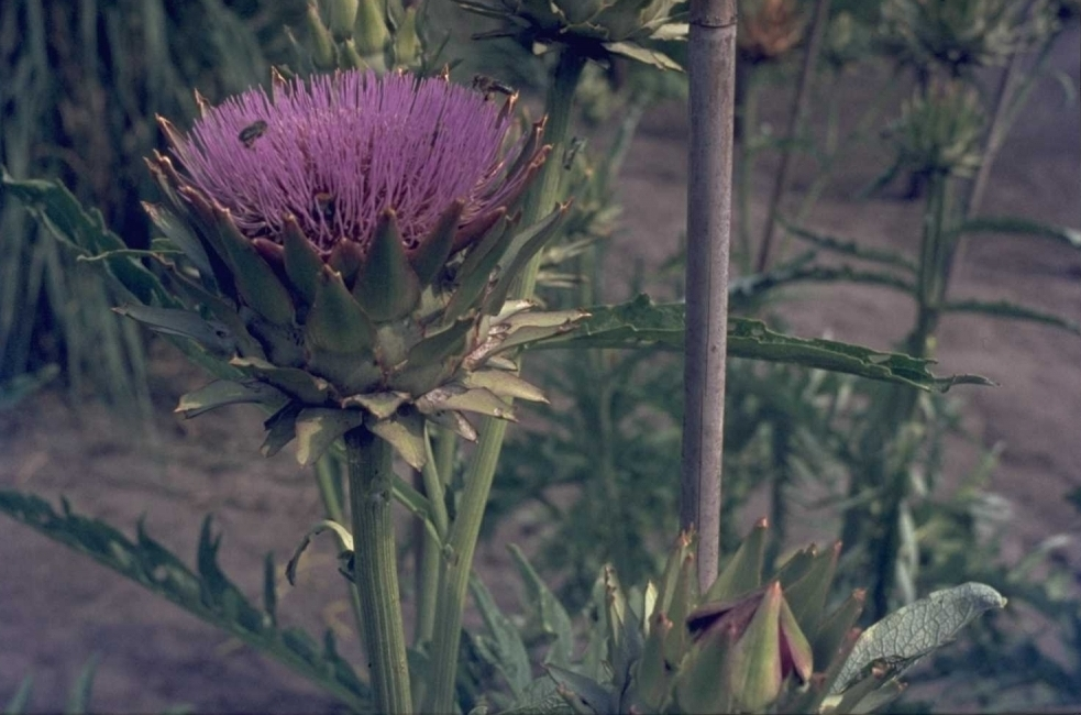 Cynara cardunculus var. scolymus