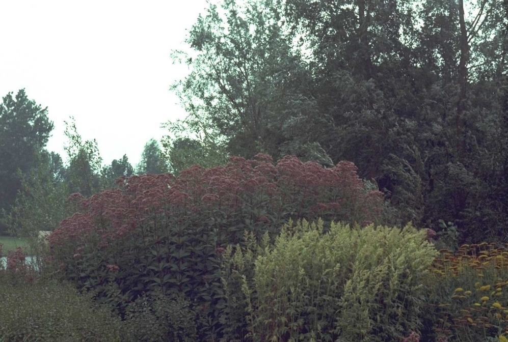 Koninginnenkruid - Eupatorium maculatum 'Glutball'