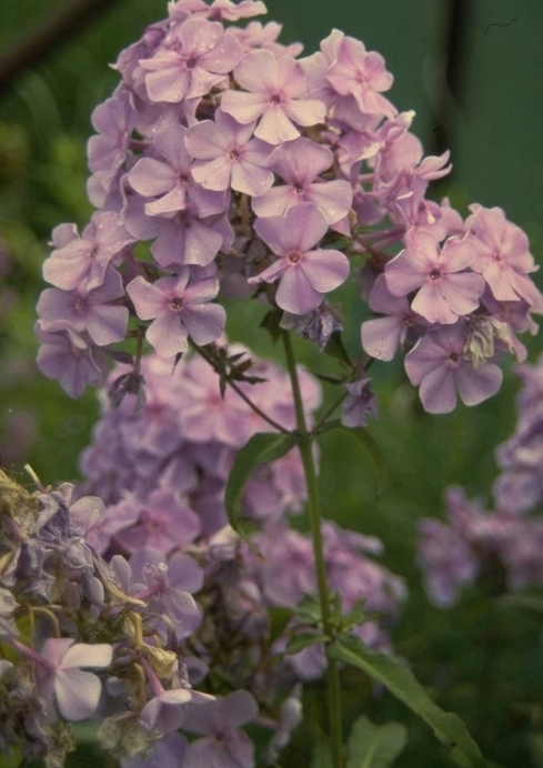 Flox - Phlox 'Lilac Time'