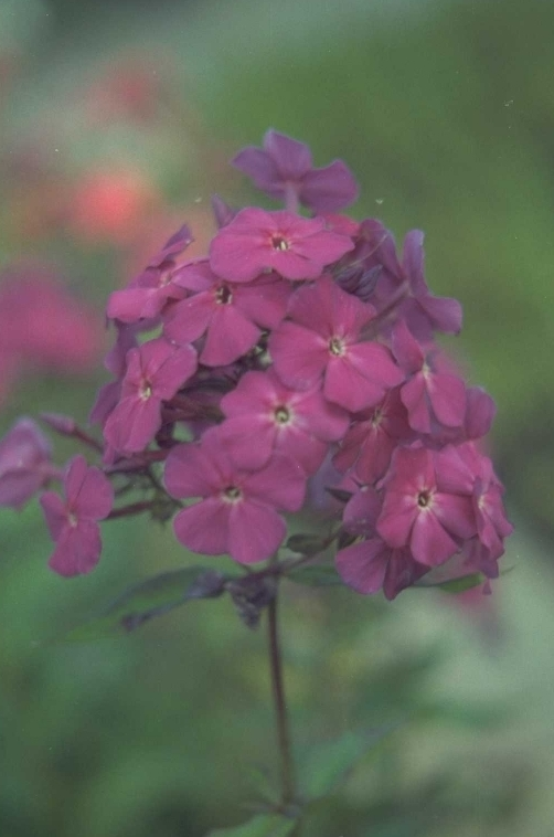 Flox - Phlox 'The King'