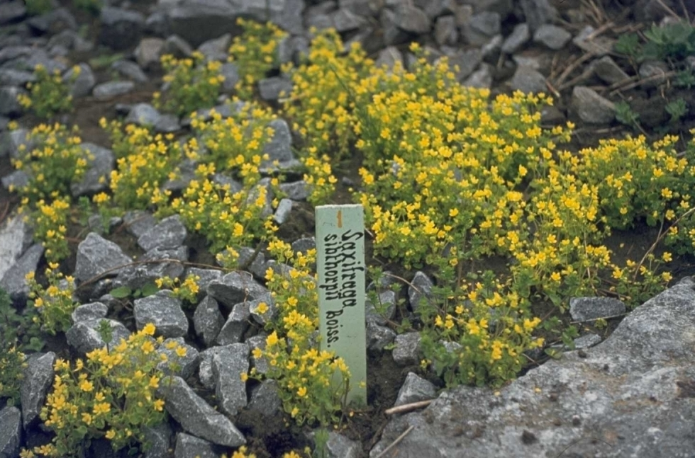 Saxifraga sibthorpii