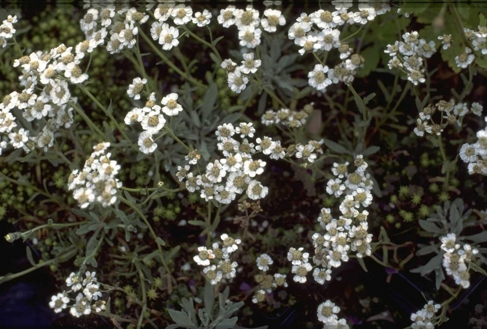 Schafgarbe - Achillea clavennae subsp. integrifolia