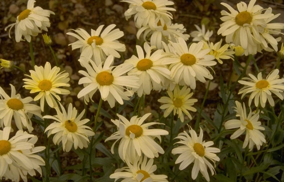 Margriet - Leucanthemum 'Sonnenschein'