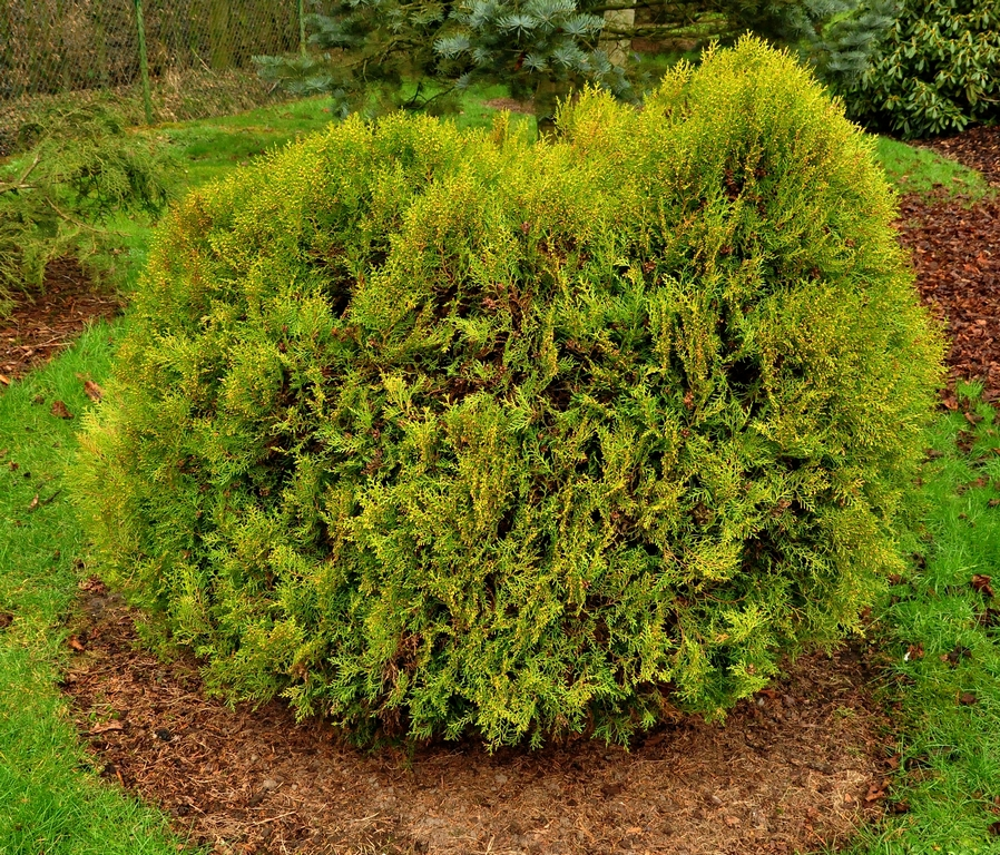 Thuja Orientalis 'Madurodam'