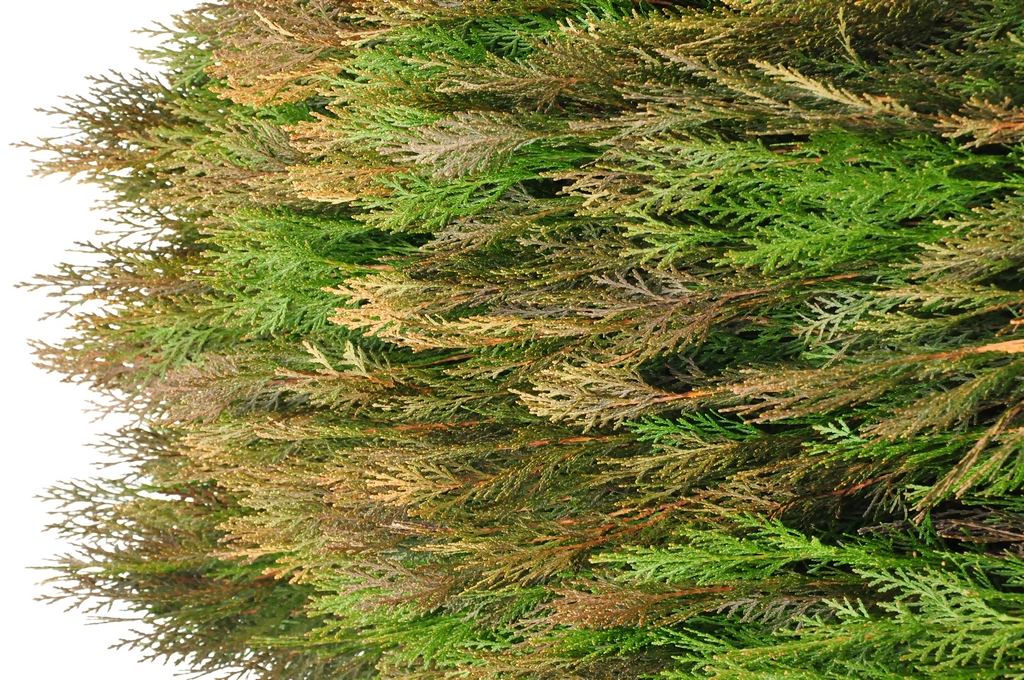 Thuja Orientalis 'Purple King'