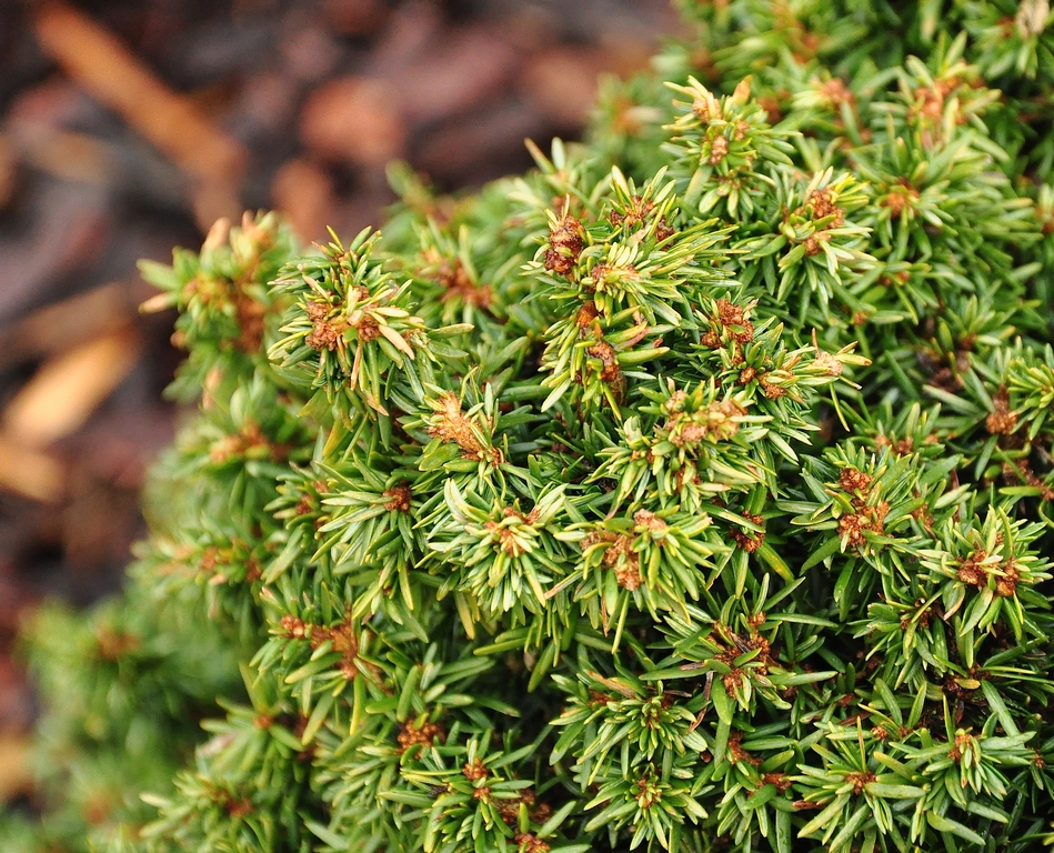 Tsuga canadensis 'minuta'