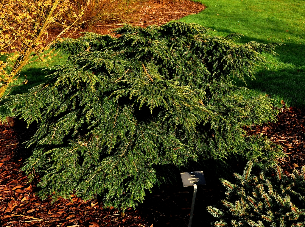 Tsuga canadensis 'Popeleski'