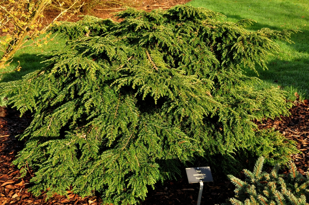 Tsuga canadensis 'Popeleski'