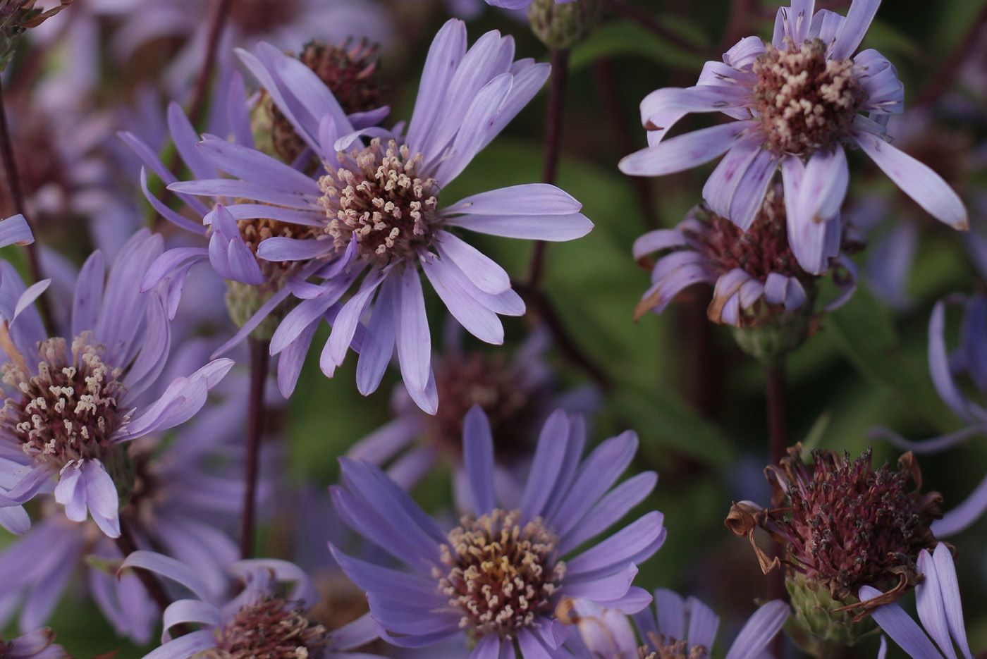 baard hebzuchtig Fascineren Aster radula plant - herfstaster met violet blauwe bloei