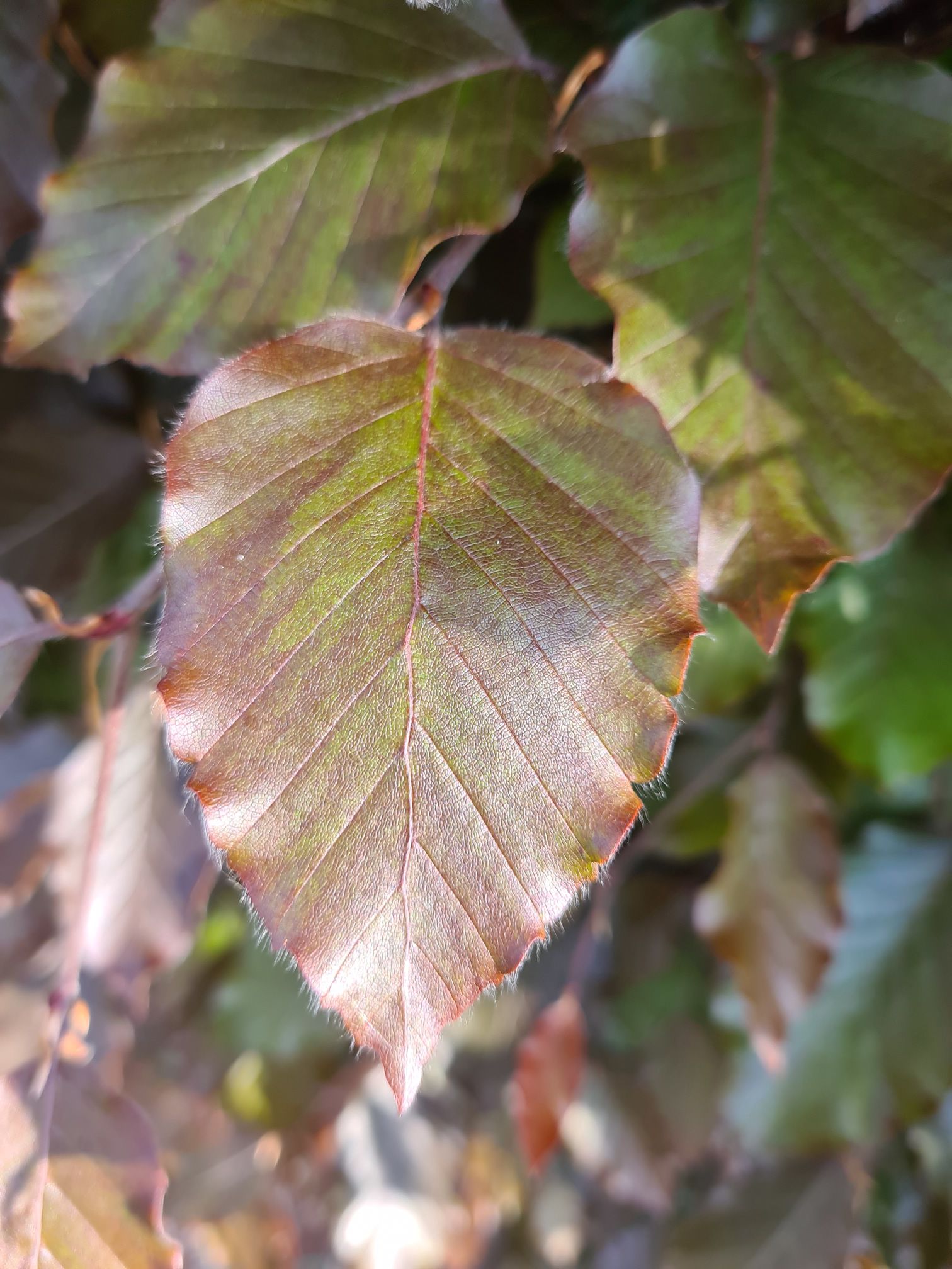 Bruine beuk blad in de winter