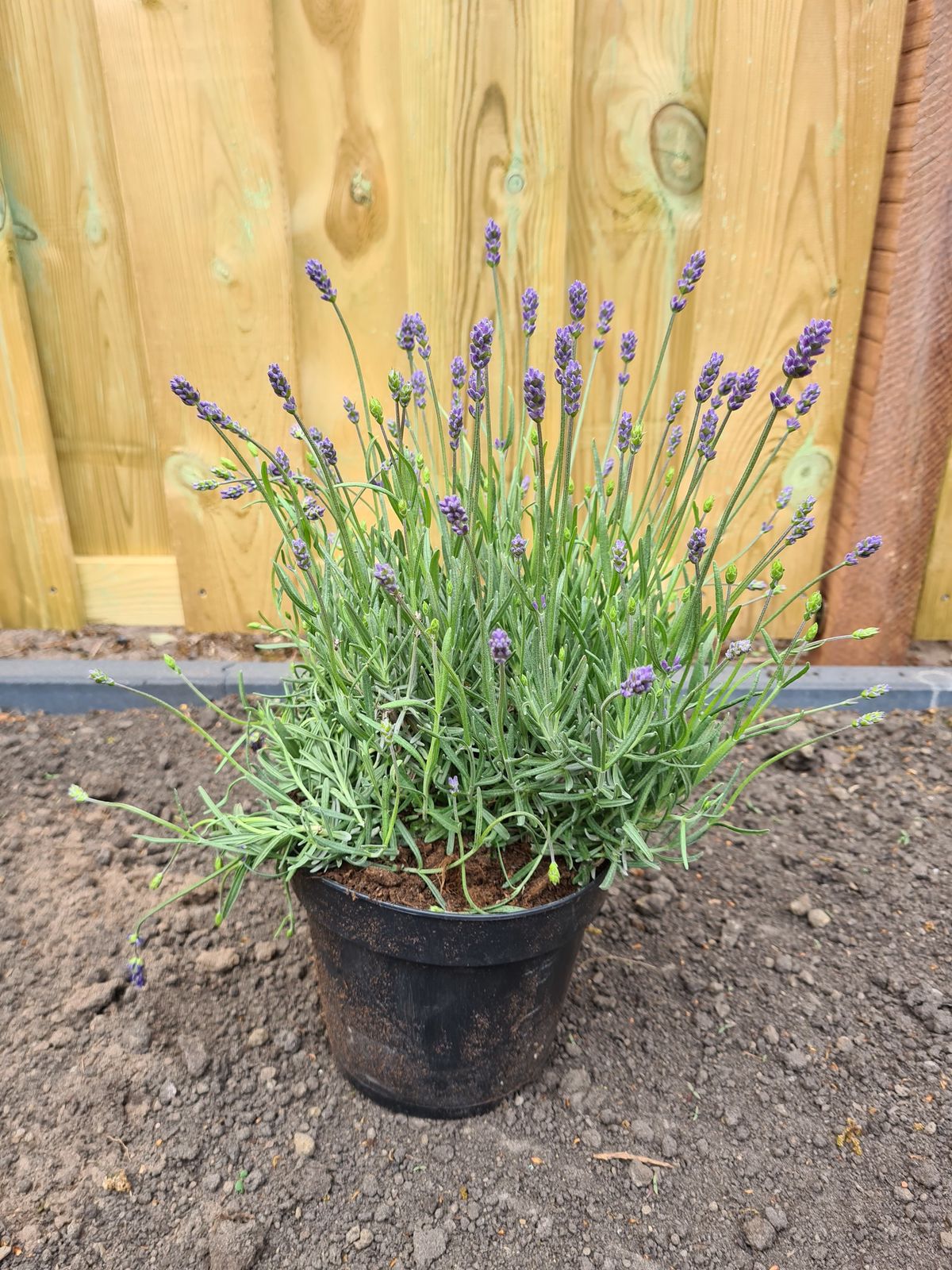 Lavendel Gartenpflanzen schmales Beet Pakete