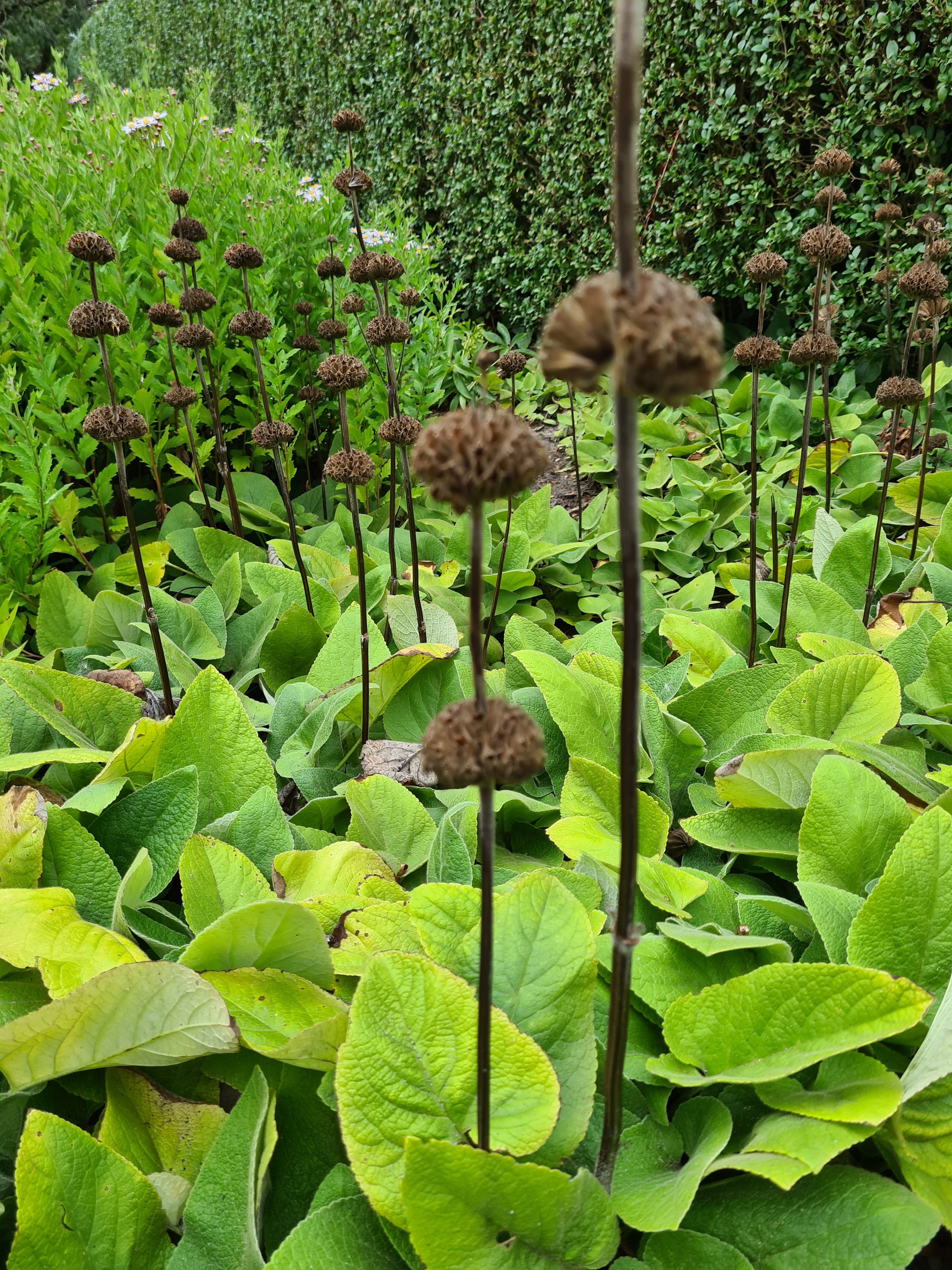 brandkruid tuinplanten september beeld