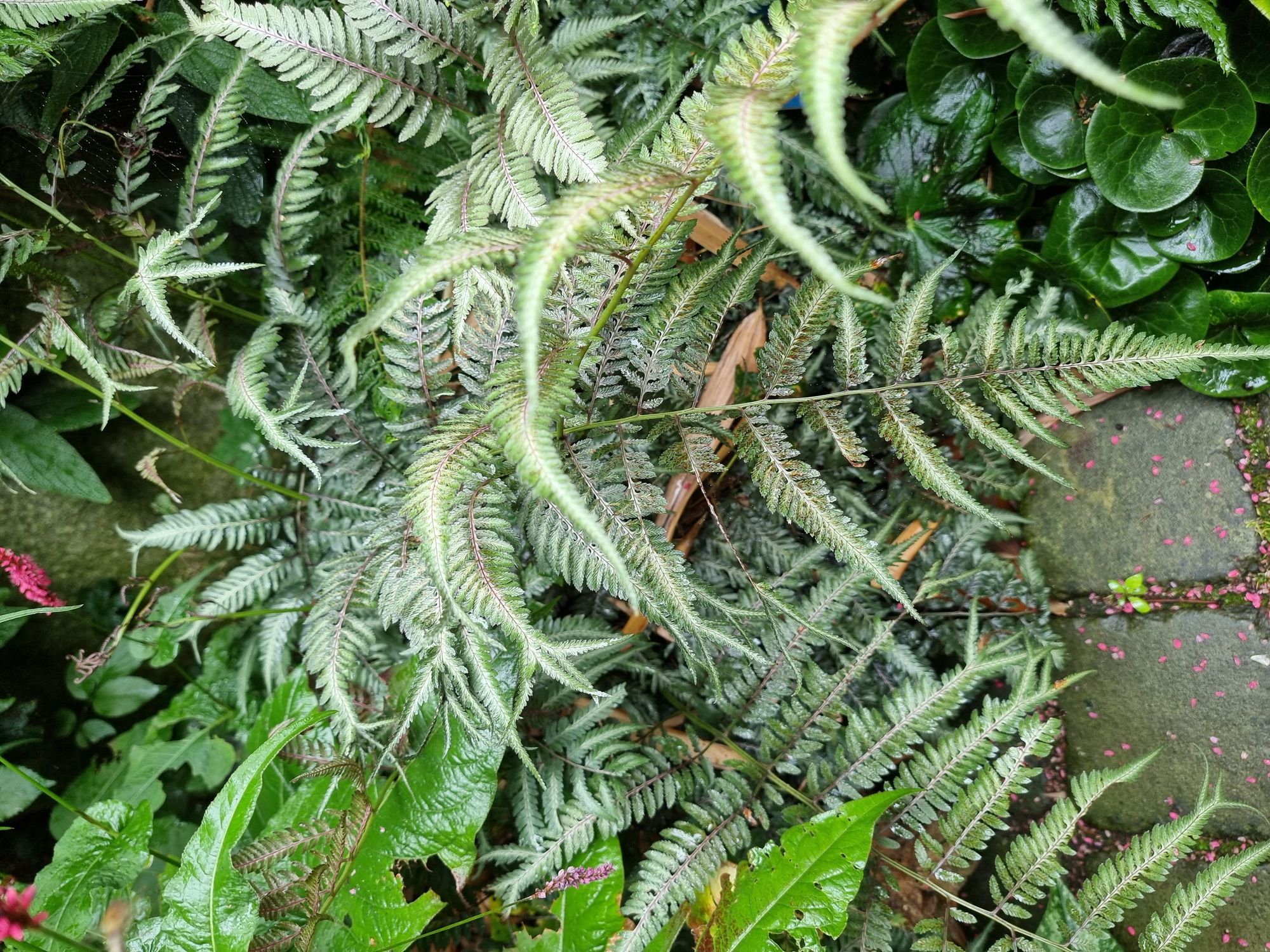 Japanse regenboogvaren - Athyrium niponicum 'Pictum'