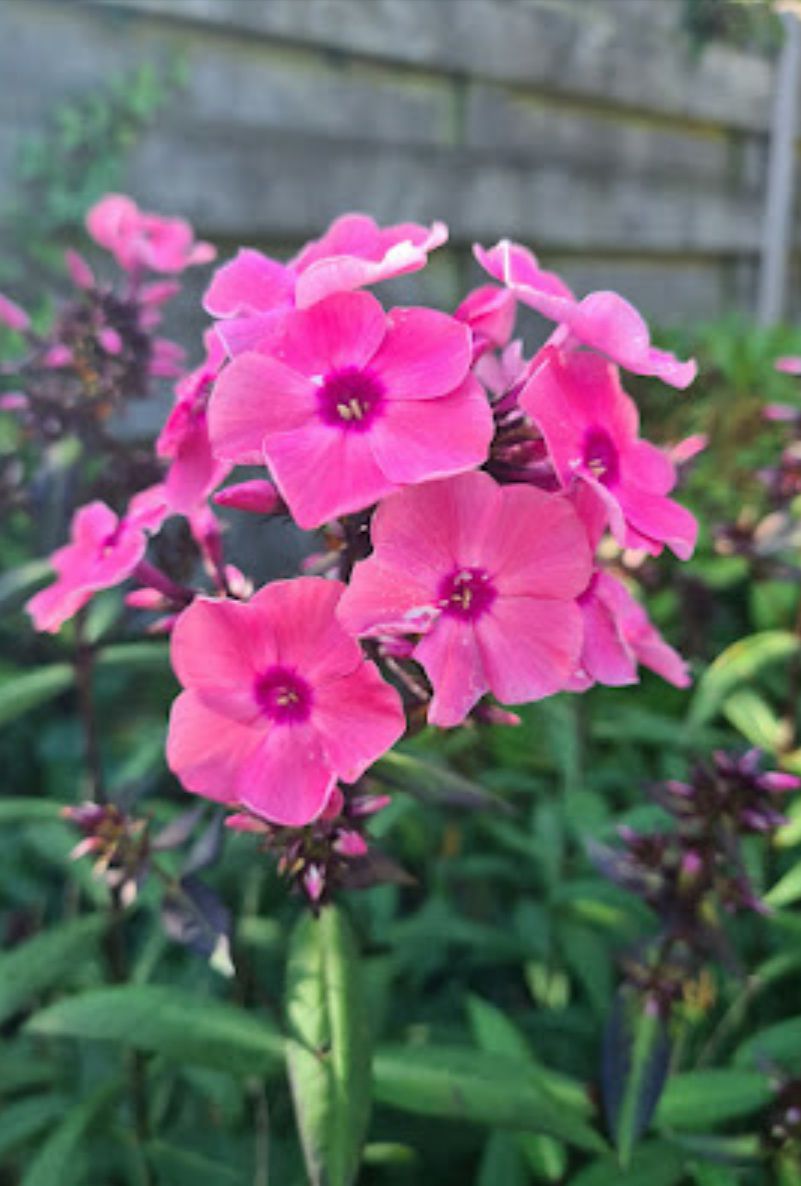 De roze bloemen van Flox 'Anja'