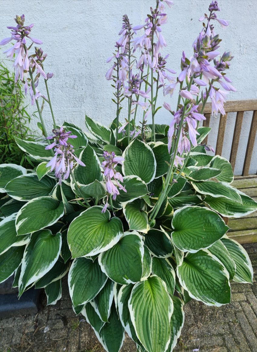 Hartlelie 'moerheim' met paars roze bloemen