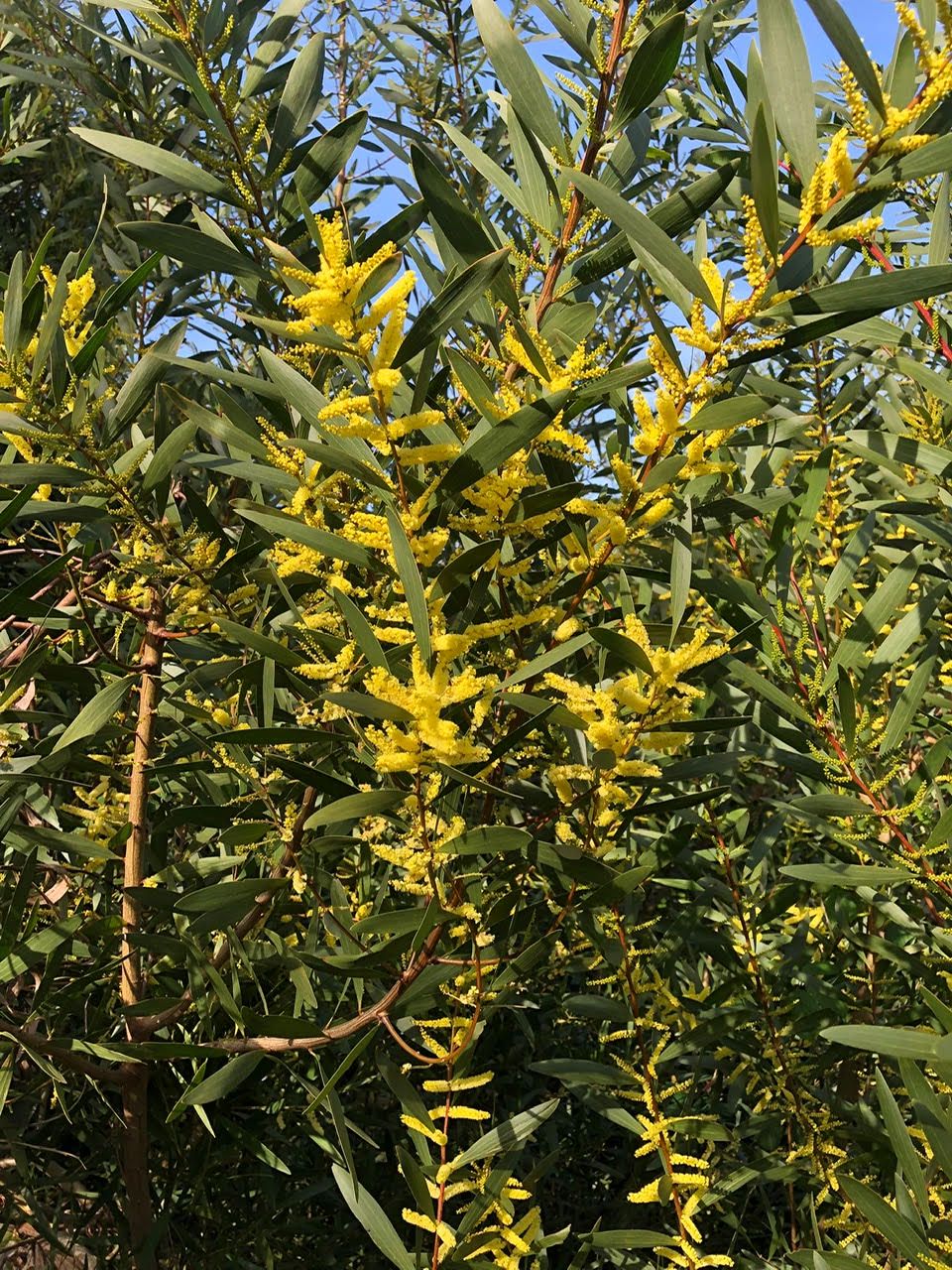 Acacia Longifolia