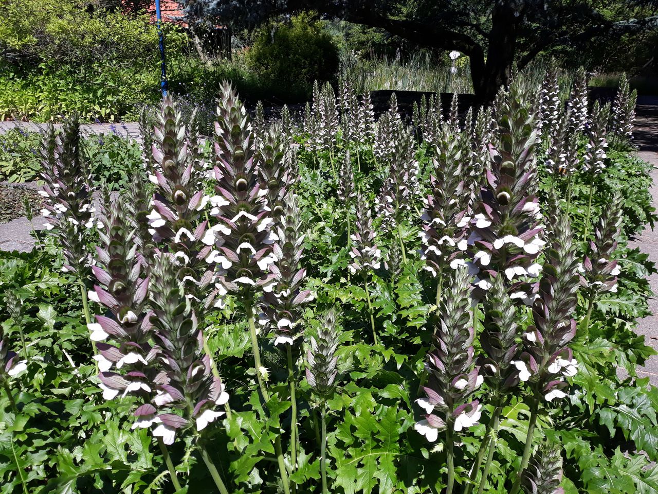 Acanthus mollis 'Latifolius' tuinplanten