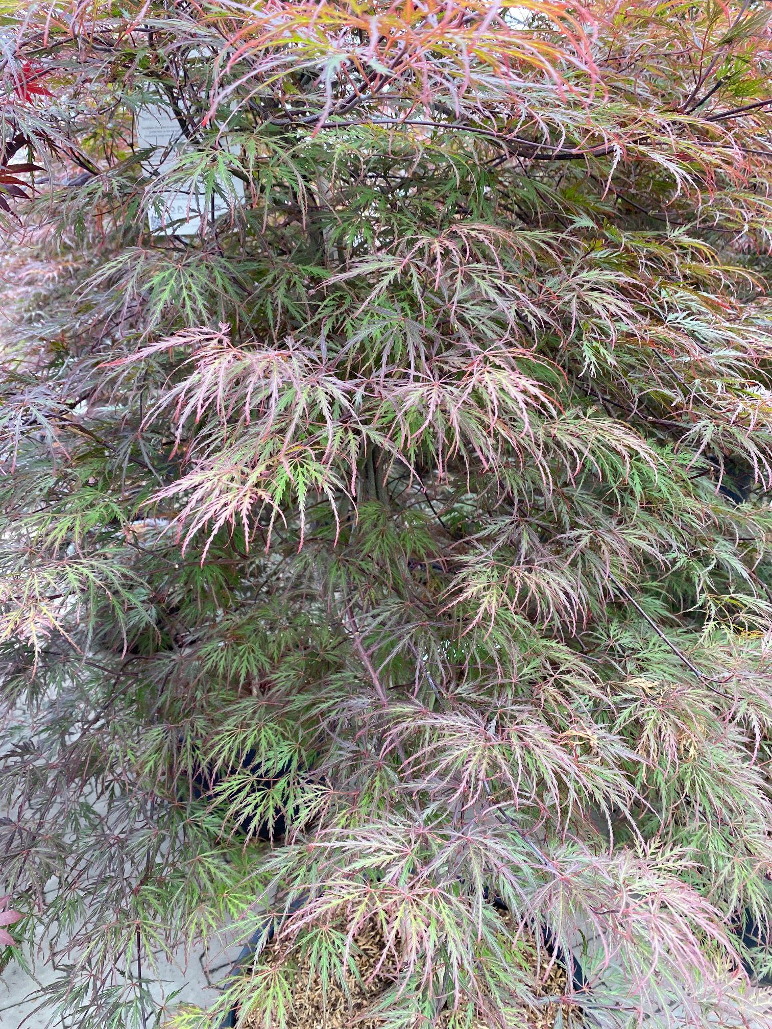 Japanischer Blatt-Ahorn - Acer palmatum 'Granat'