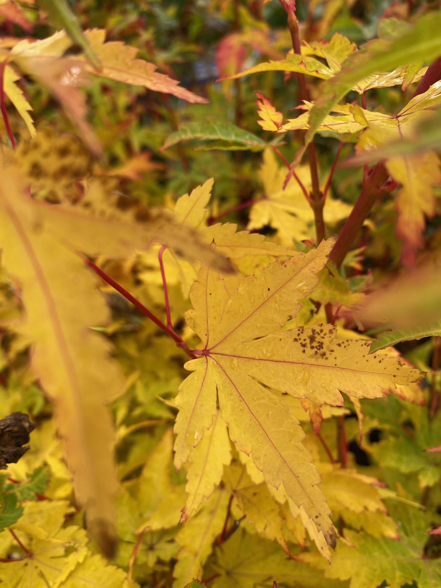 Japanse Esdoorn Acer palmatum 'Sangokaku' (foto oktober)