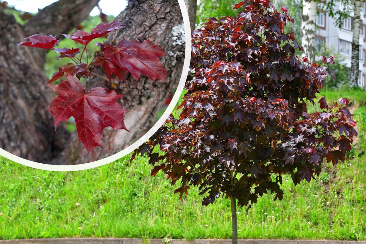Rotblättriger Spitzahorn - Acer platanoides 'Royal Red' Detail