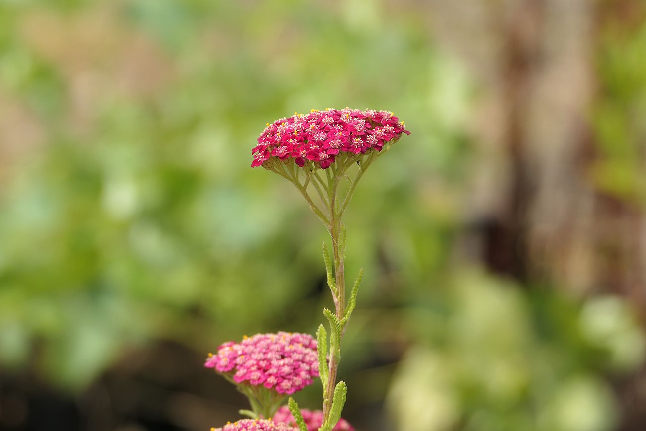Blütenköpfe Schafgarbe - Achillea millefolium 'New Vintage Red'