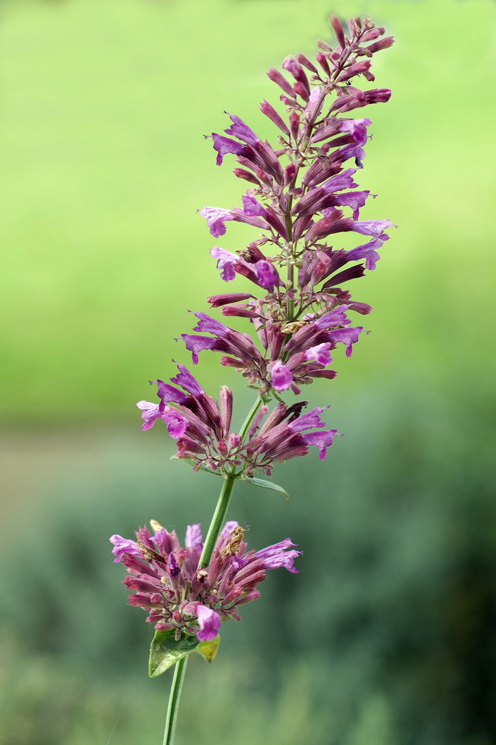 Agastache-cana-dropplant.jpg