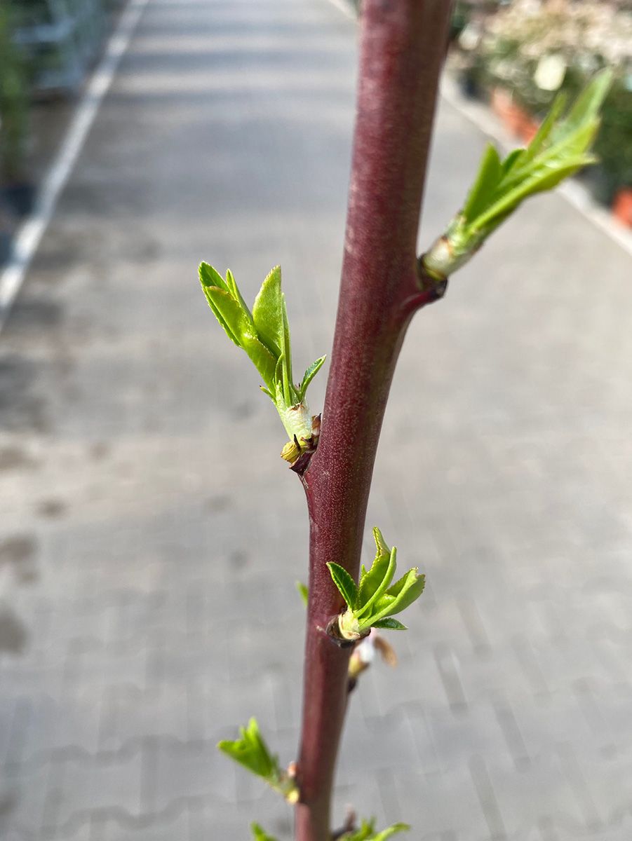 Amandelboom - Prunus amygdalus 'dulcis'