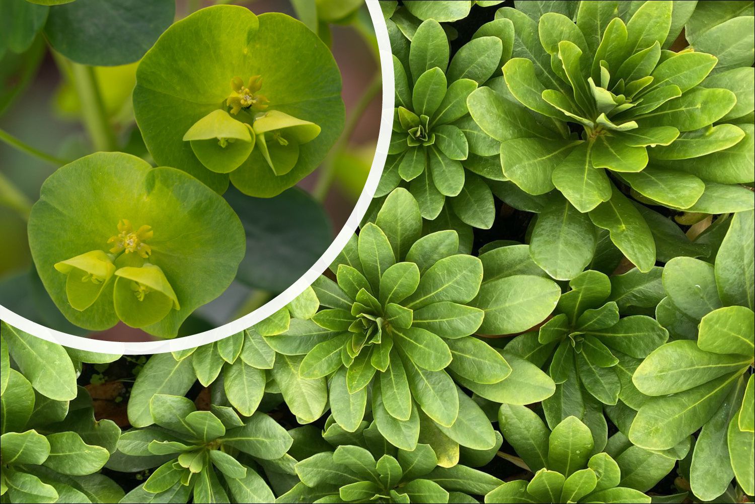 Euphorbia amygdaloides var. robbiae - Blatt und Blüte