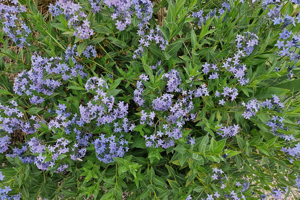 Blauwe ster - Amsonia tabernaemontana 'Blue Ice' - Blauwe bloemen