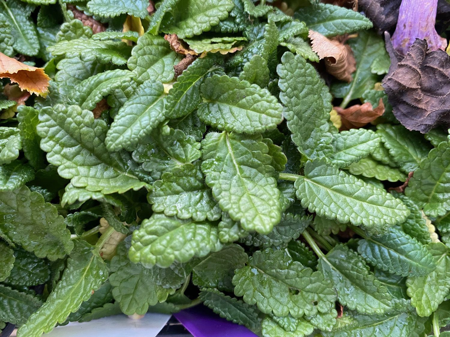 Andoorn - Stachys officinalis 'Ukkie'