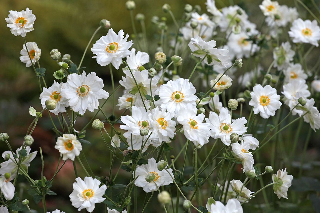 Herfstanemoon -  Anemone hyb. 'Whirlwind' 