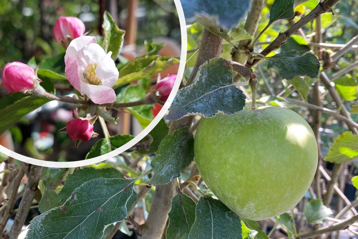 Apfelbaum - Malus domestica 'Jonagold' - Apfel und Blüte