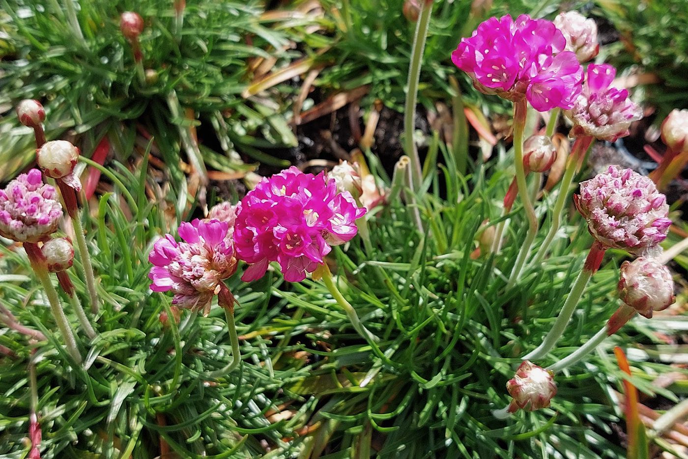 Blumen Englisches Gras - Armeria maritima 'Rosea'