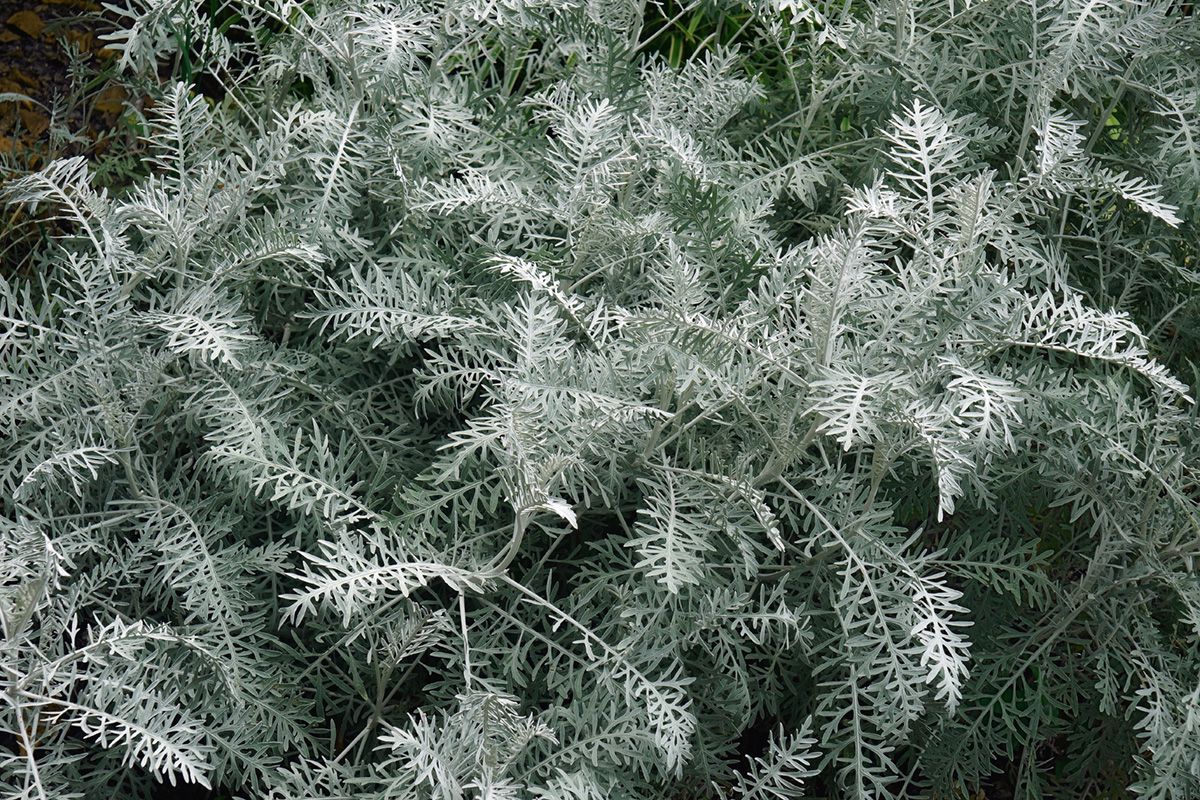 Alsem - Artemisia 'Powis Castle'