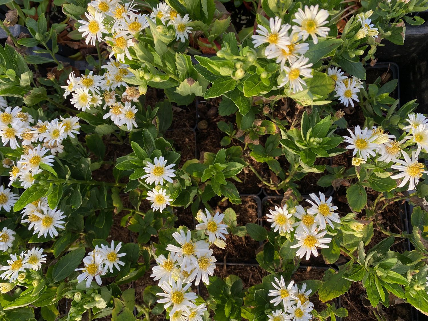 Aster ageratoides 'Starshine', een witbloeiende herfstaster