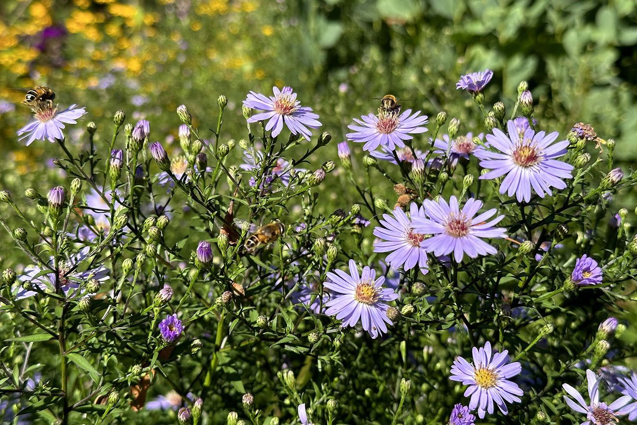 Aster x frikartii 'Jungfrau'