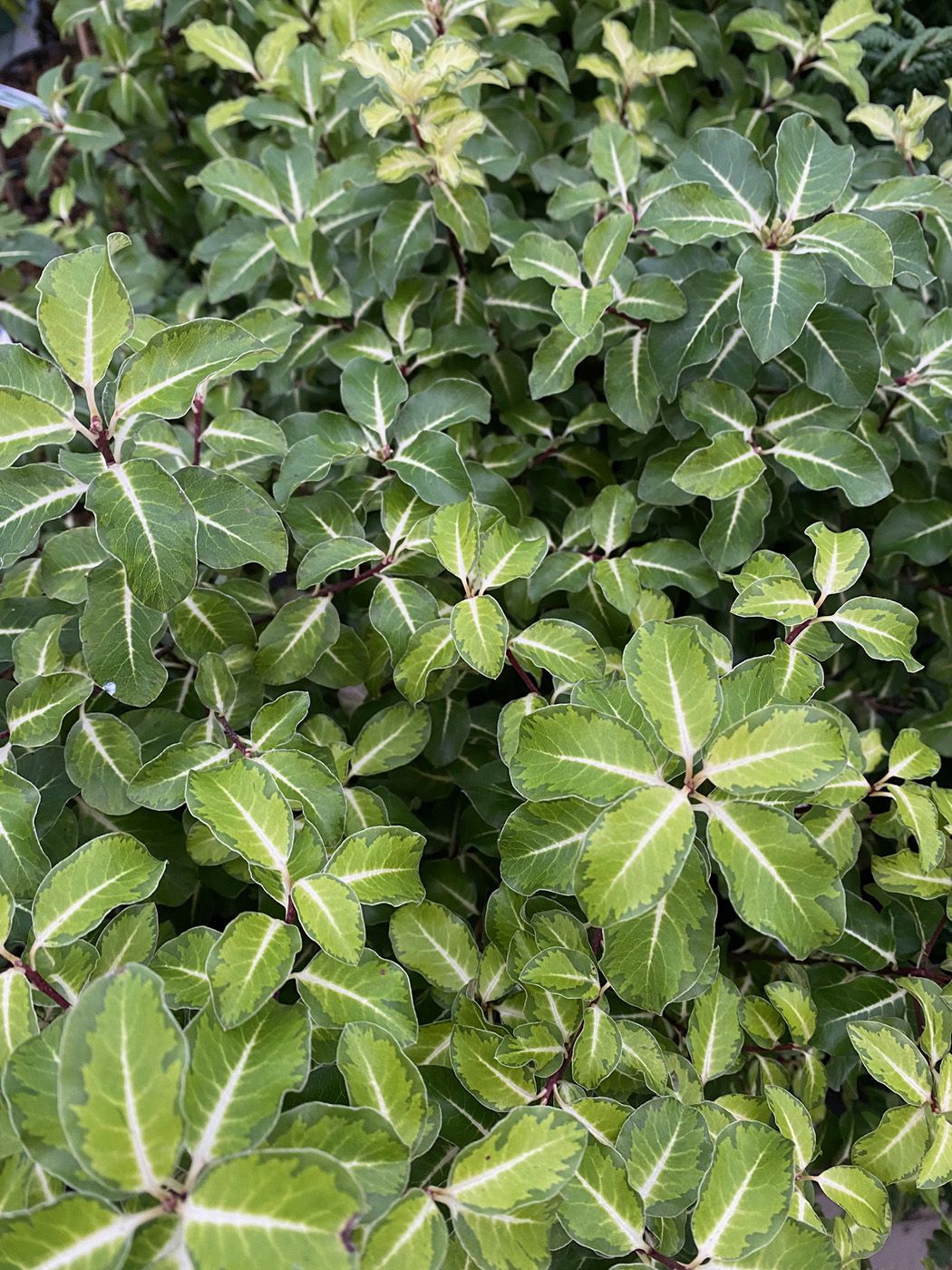 Australische Laurier - Pittosporum tenuifolium 'Goldstar'