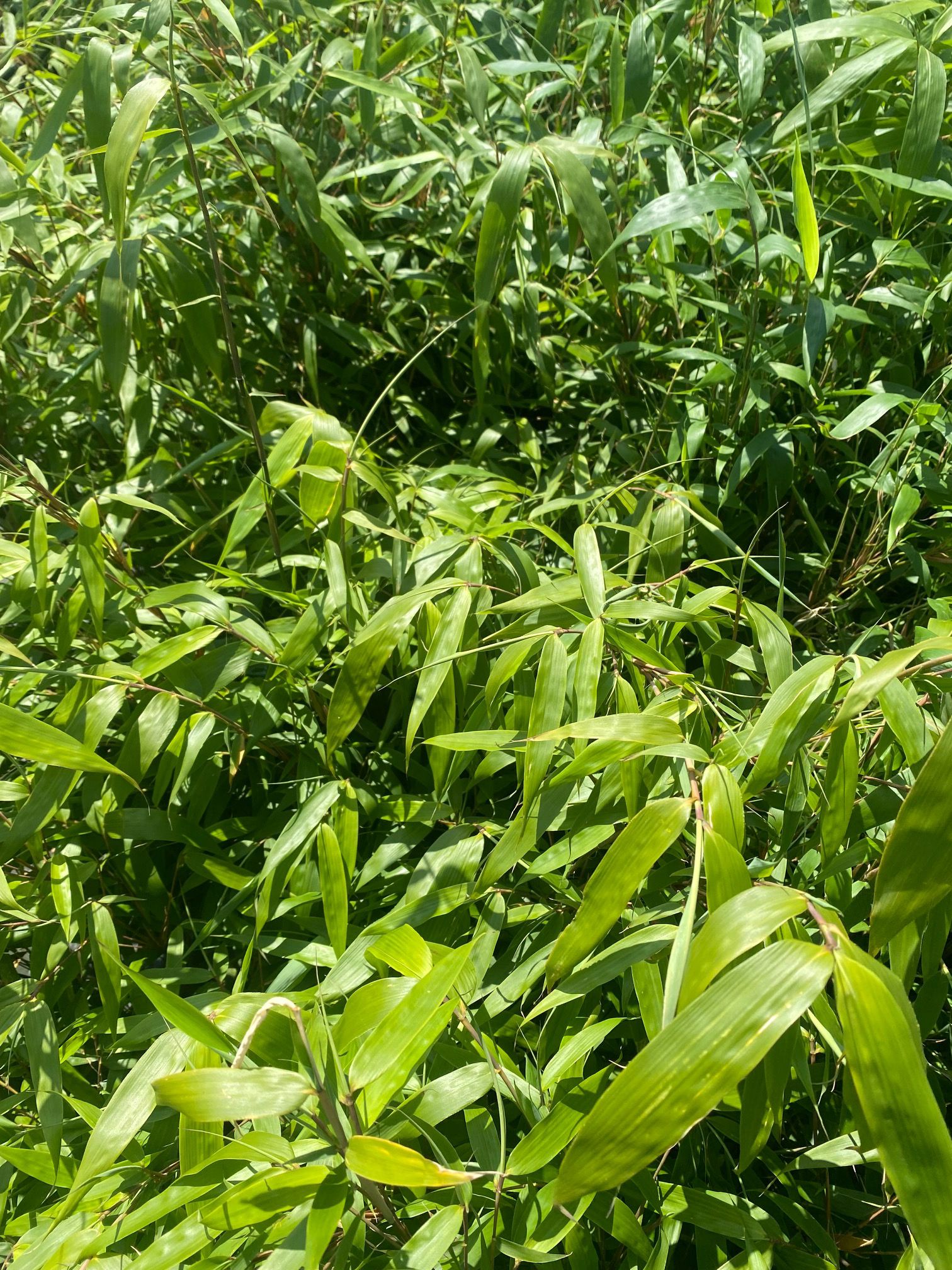 Behandeling Catastrofe Zenuwinzinking Bamboe Fargesia robusta 'Wenchuan' 3 meter woekert niet