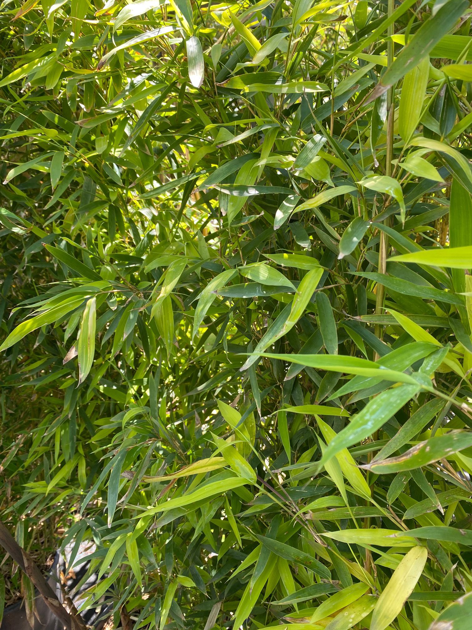 Phyllostachys aurea ook wel Bambusa Aurea genoemd