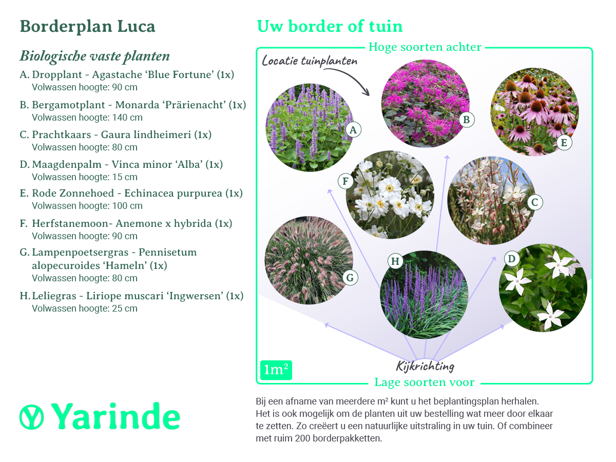 Beplantingsplan Luca - Biologische vaste planten