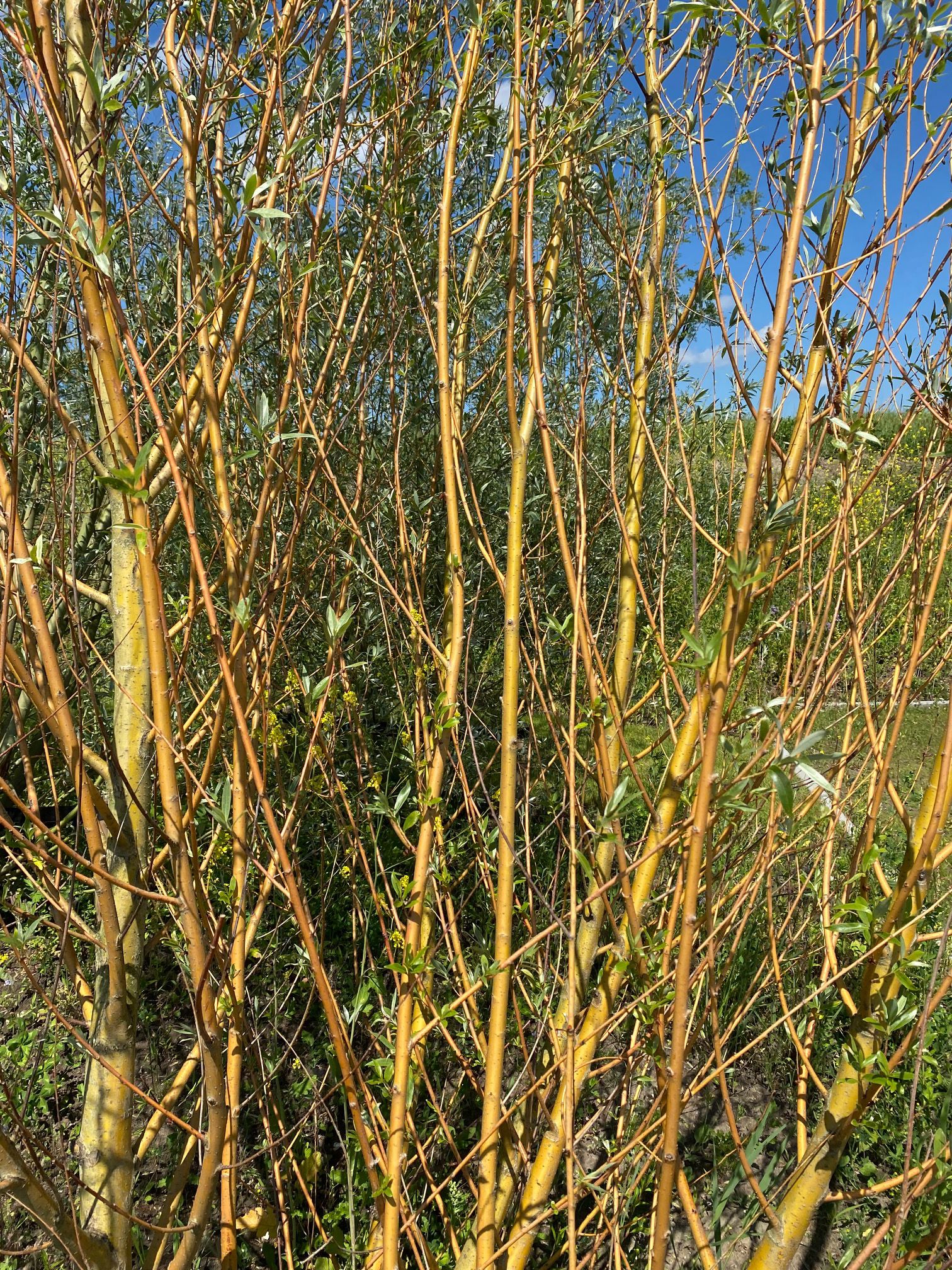Weiße Weide - Salix alba 'Chermesina'