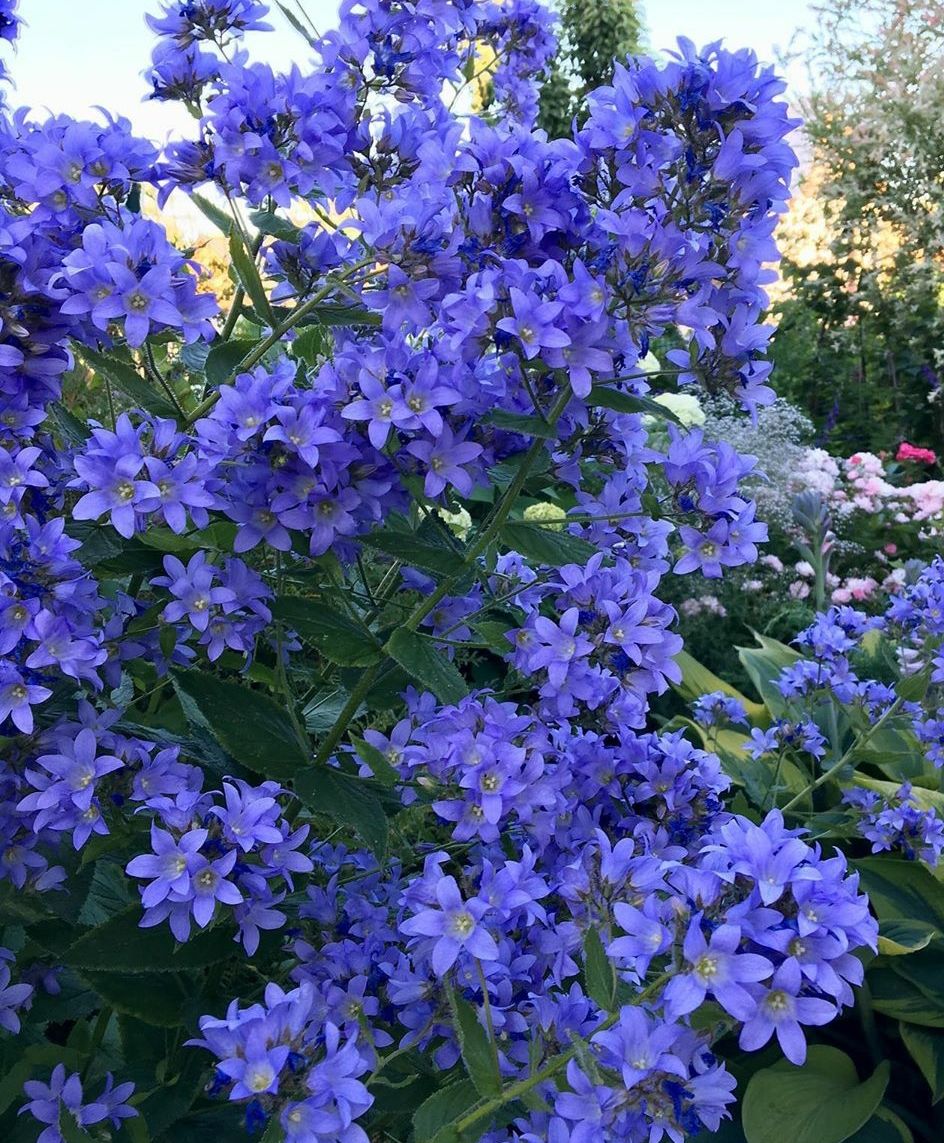 Ik geloof Kardinaal Mellow Klokjesbloem - Campanula tuinplanten combineren, kopen & info