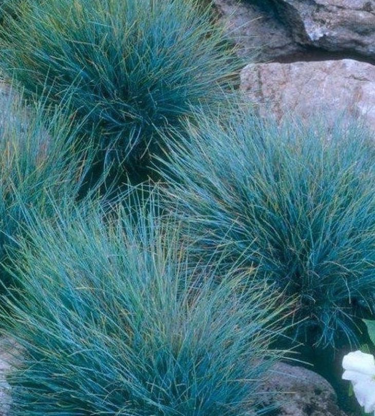 Blauwe schapengras - Festuca glauca