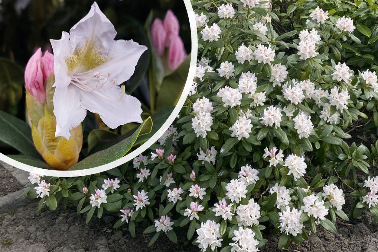 Immergrüner Strauch - Rhododendron 'Cunningham's White