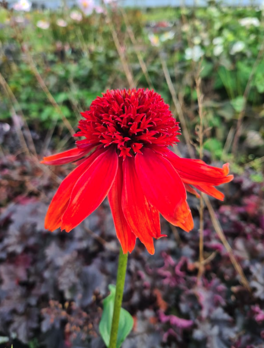 Rode Zonnehoed - Echinacea ‘Summer Cherry’